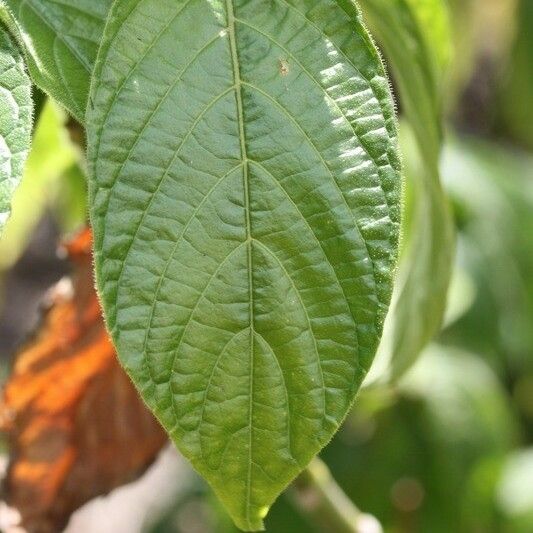 Aphelandra sinclairiana Lehti