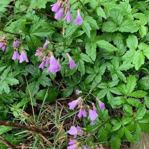 Cardamine bulbifera Feuille