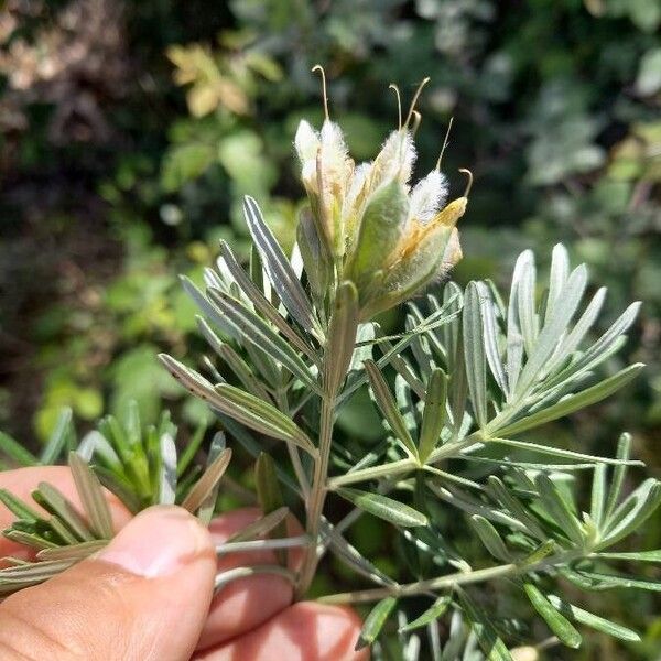 Genista linifolia Fruit