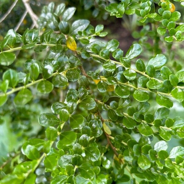 Azara microphylla Blatt