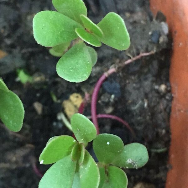 Sedum ternatum چھال