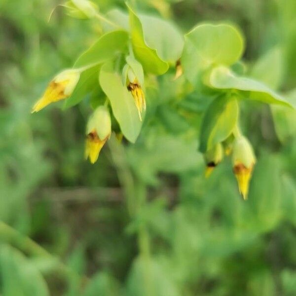 Cerinthe minor Flower