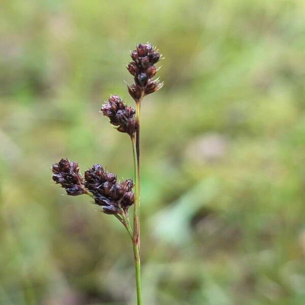 Luzula multiflora Φρούτο