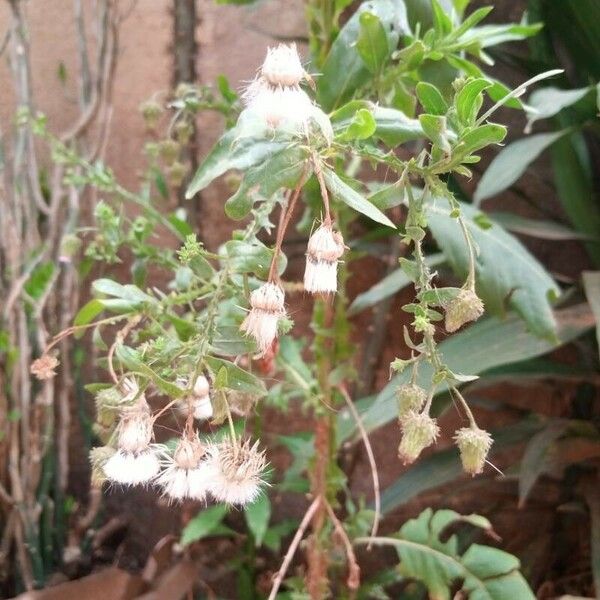 Laggera crispata Flower