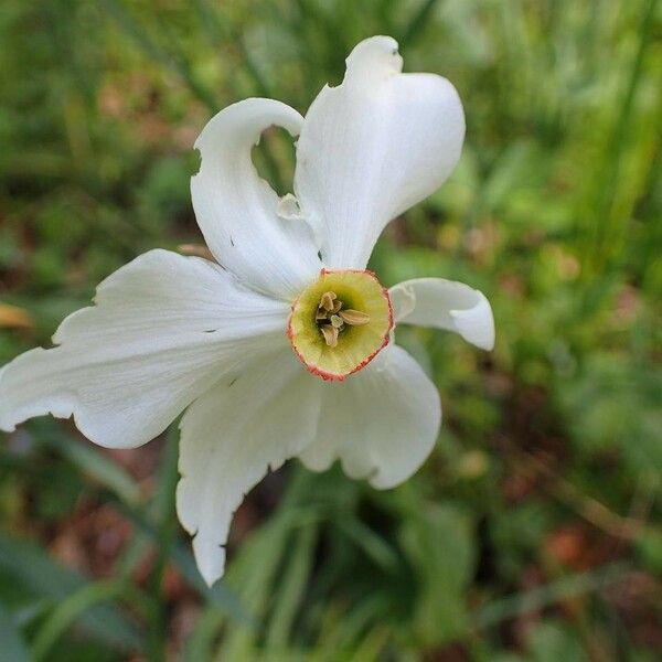 Narcissus poeticus 花