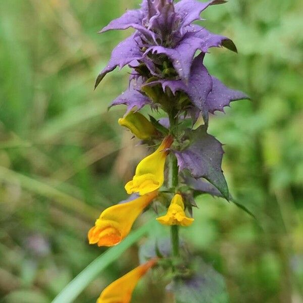 Melampyrum nemorosum Květ