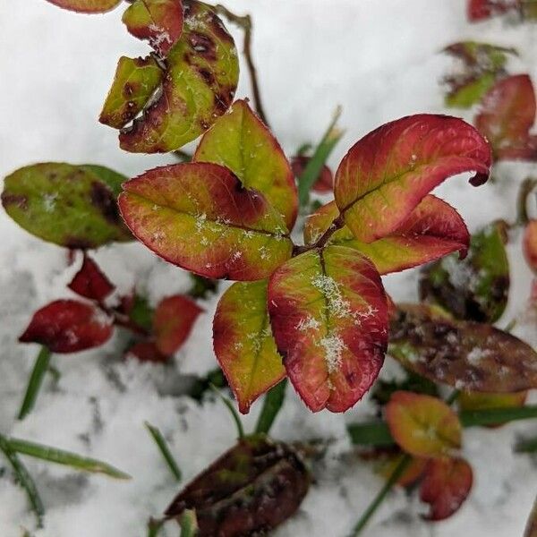 Leucothoe axillaris Leaf