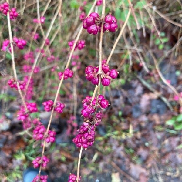 Symphoricarpos orbiculatus Folha