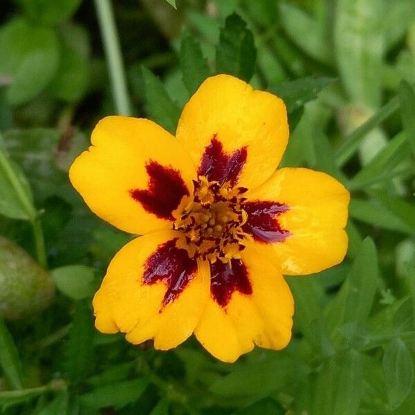 Tagetes patula Kwiat