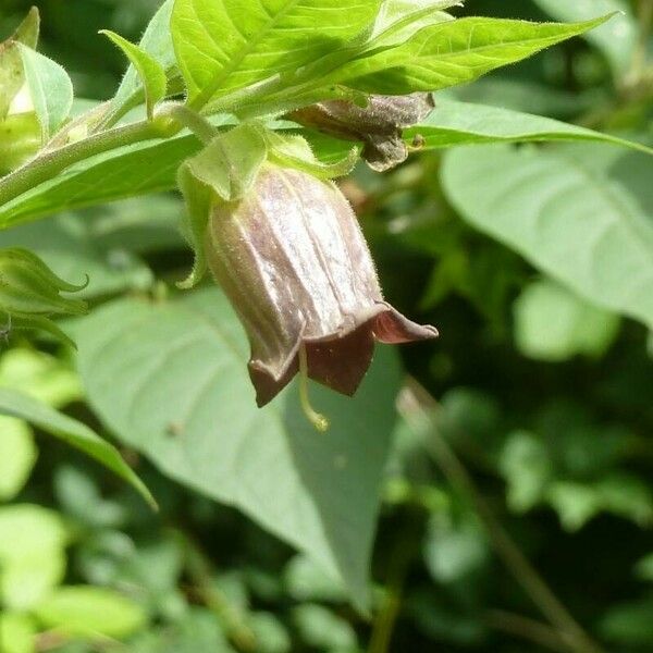 Atropa bella-donna Lorea