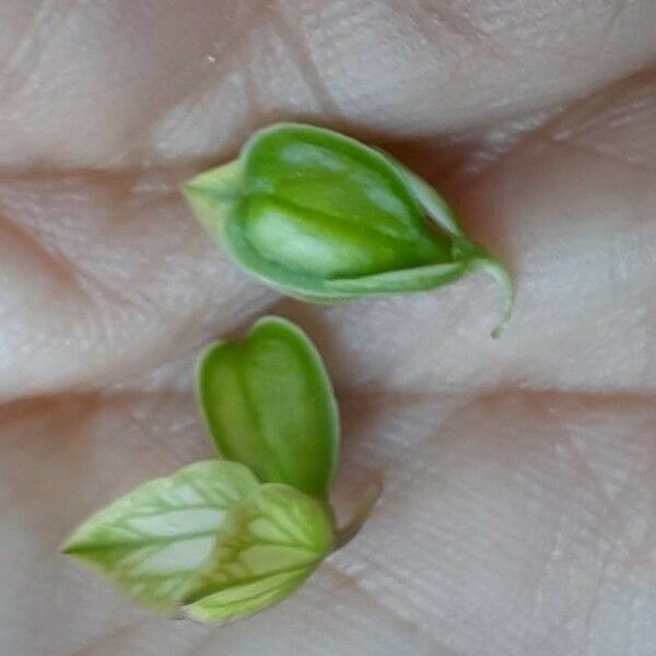 Polygala major Fruit