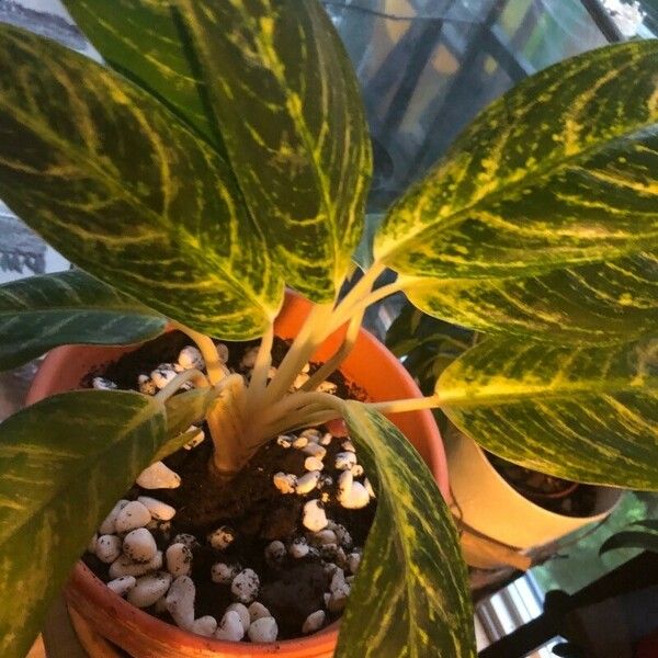 Aglaonema commutatum List