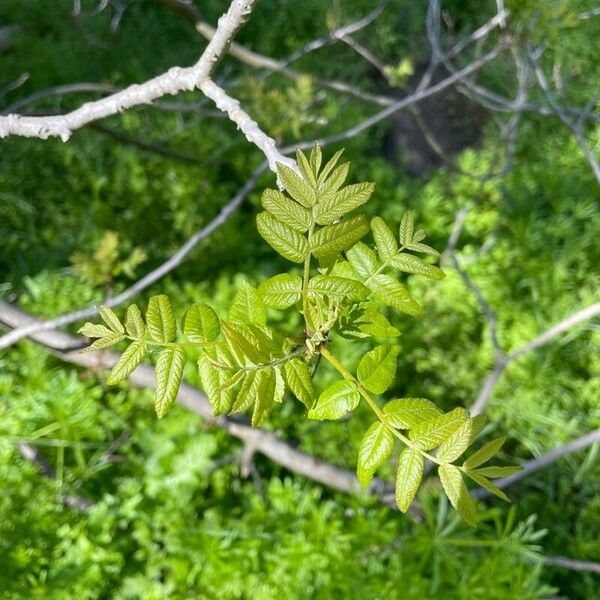 Juglans californica Ліст