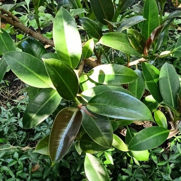 Ficus elastica Habit