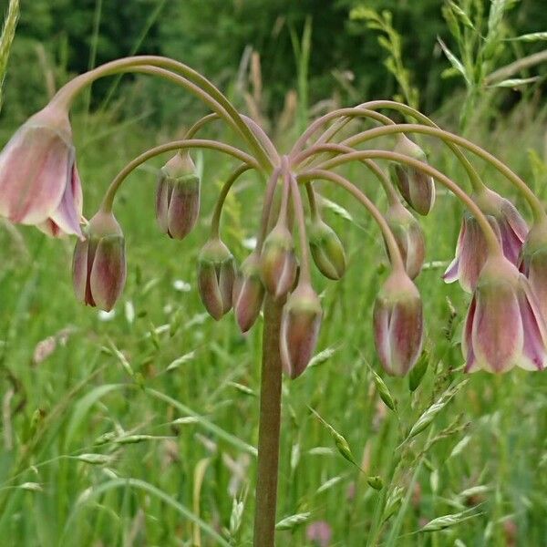 Allium siculum Blodyn