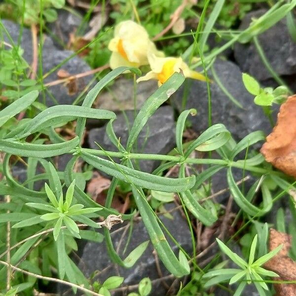 Linaria vulgaris ഇല