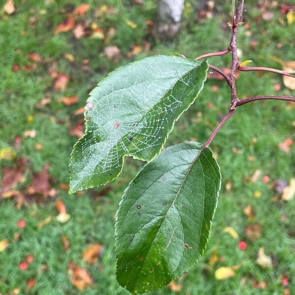 Malus hupehensis 葉