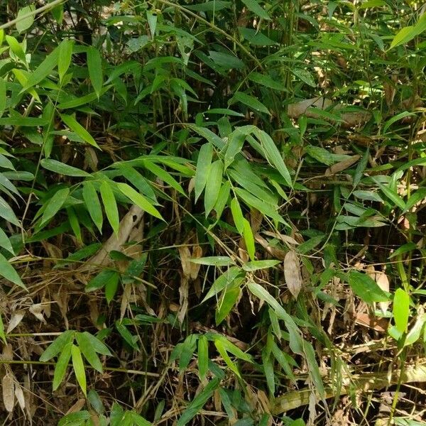 Bambusa tulda Leht