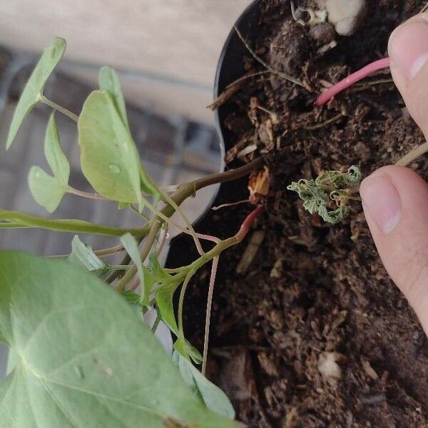 Amaranthus viridis Folha