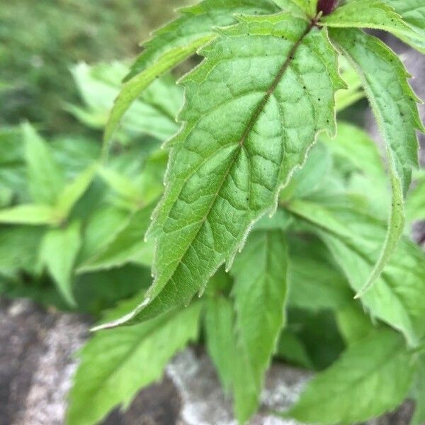 Eupatorium cannabinum Leaf