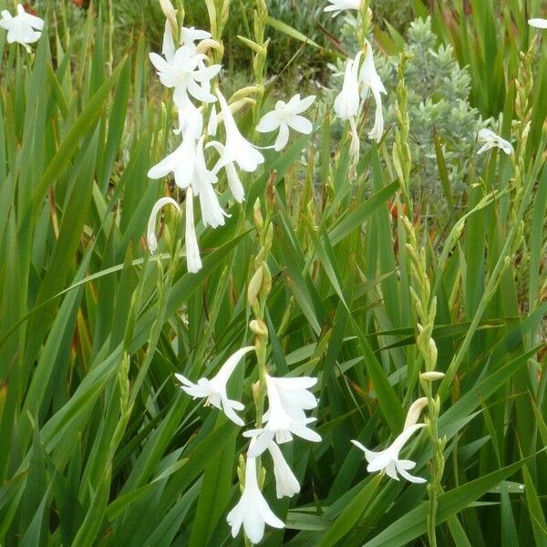 Watsonia borbonica Kukka