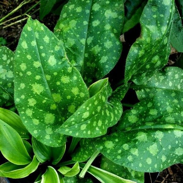 Pulmonaria saccharata Blad