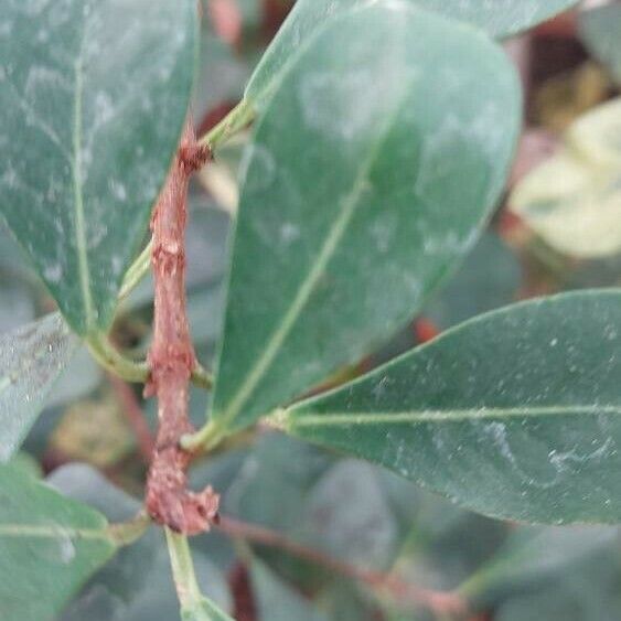 Ficus lingua Blatt