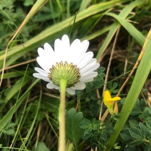 Leucanthemum vulgare Flower