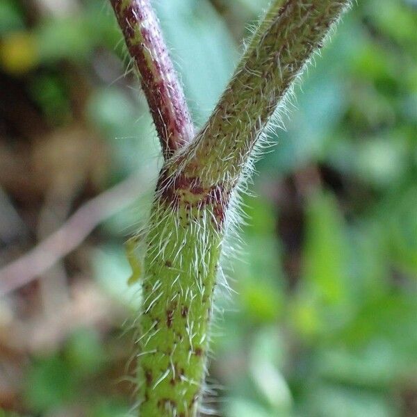 Chaerophyllum temulum Кора