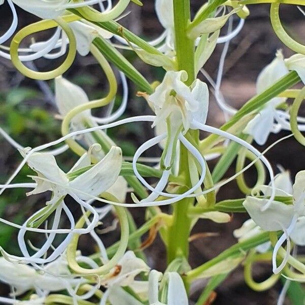 Habenaria helicoplectrum Λουλούδι