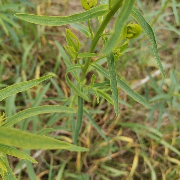 Euphorbia esula Feuille