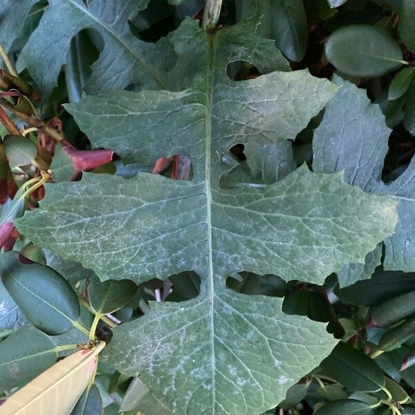 Lactuca biennis Листок