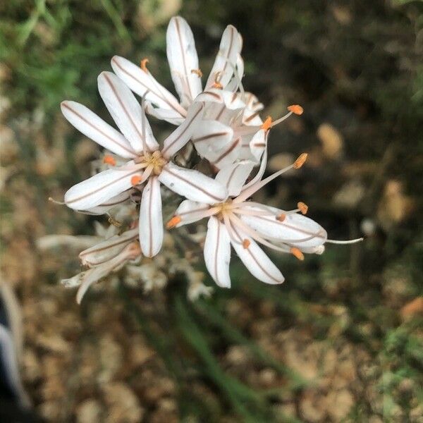 Asphodelus ramosus Квітка