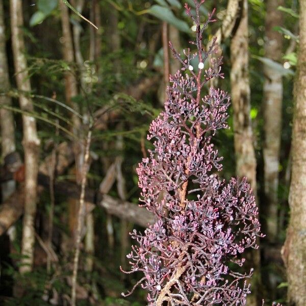 Parasitaxus usta Flower