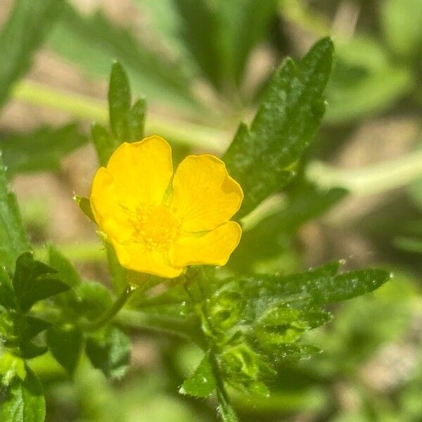 Potentilla norvegica Blüte