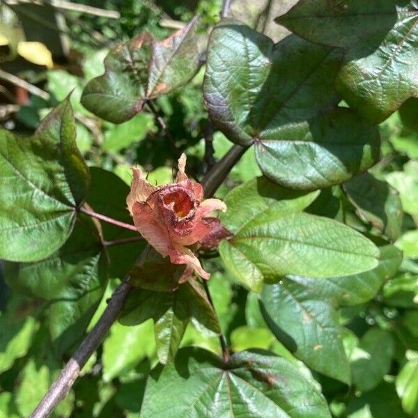 Gossypium barbadense Hoja