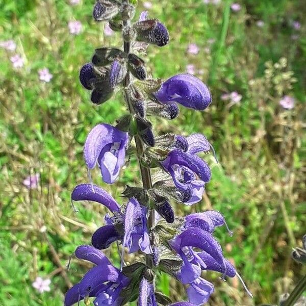 Salvia pratensis Flower