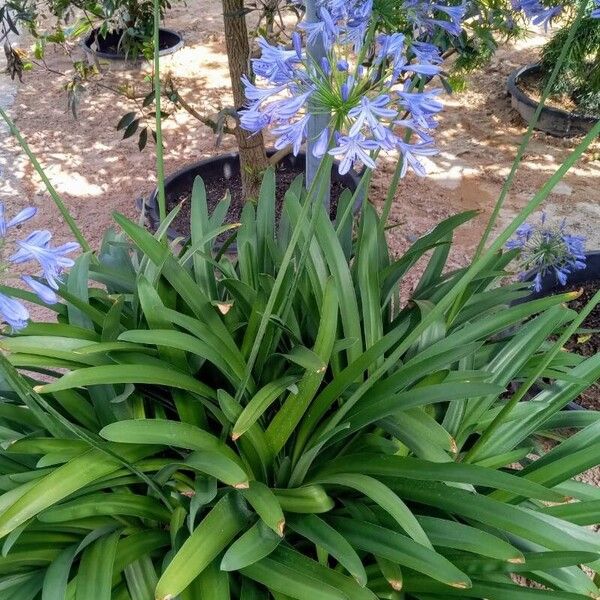 Agapanthus africanus Ліст