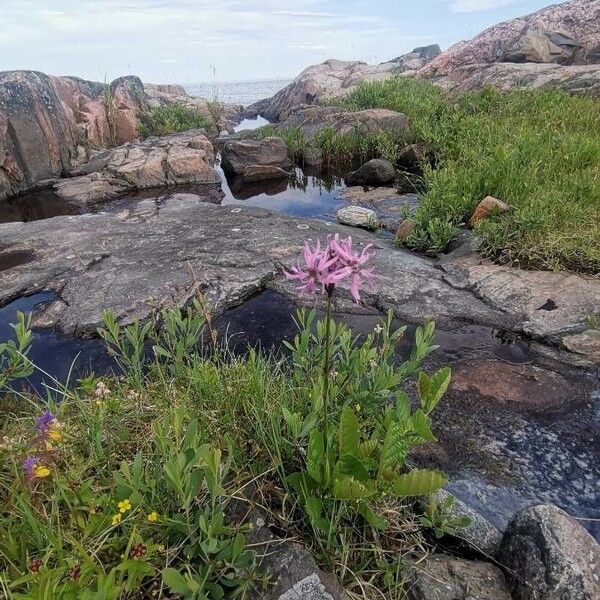 Lychnis flos-cuculi Flower