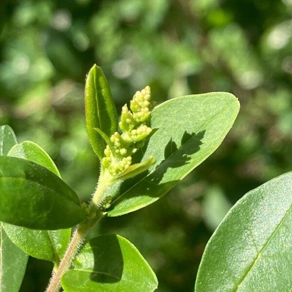 Ligustrum sinense Blomma