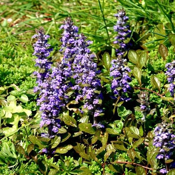 Ajuga genevensis Habit