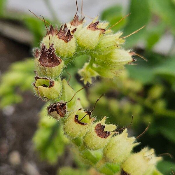 Symphytum orientale Fruto