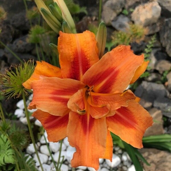 Hemerocallis fulva പുഷ്പം