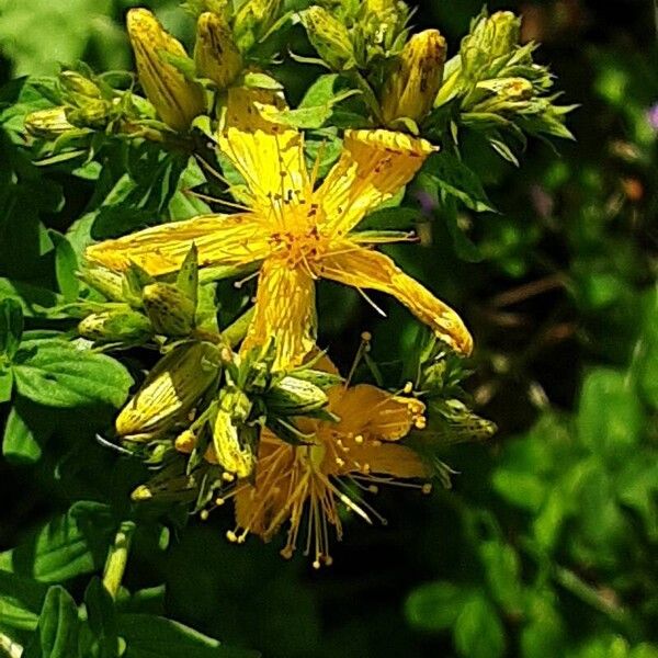 Hypericum maculatum 花