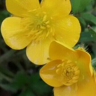 Ranunculus acris 花