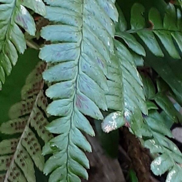 Polystichum braunii Blatt