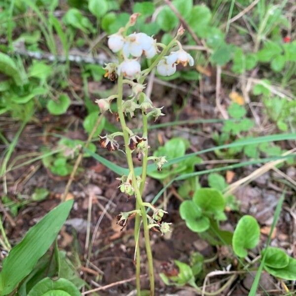 Pyrola rotundifolia Blüte