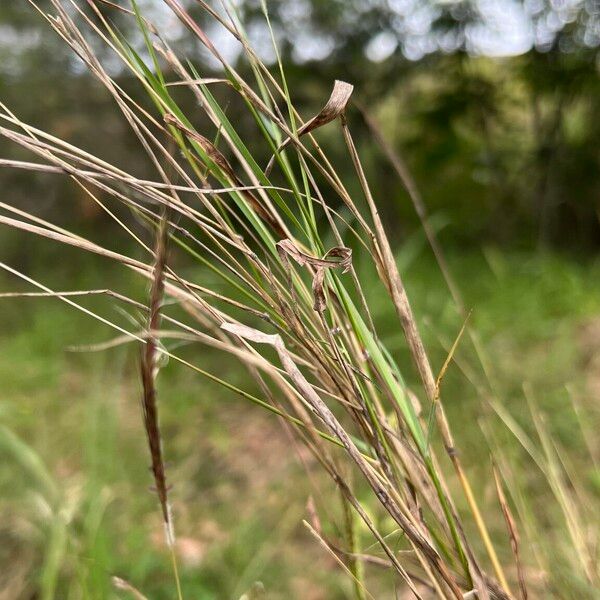 Dichanthium aristatum 葉