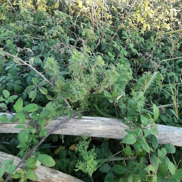 Artemisia annua Habitus