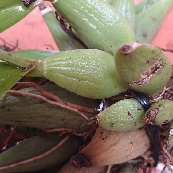 Prosthechea fragrans Kora